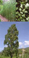 Populus nigra `Italica`