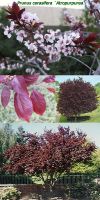 Prunus cerasifera - Blutpflaume, Zierpflaume (Stammbusch)