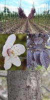 Prunus cerasifera - Blutpflaume, Zierpflaume (Stammbusch)