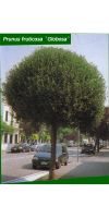 Prunus fruticosa `Globosa`- Kugel-Steppenkirsche