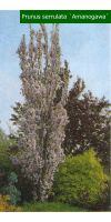 Prunus serrulata `Amanogawa`- Säulenförmige Zierkirsche