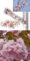 Prunus serrulata `Kanzan`- Japanese Cherry