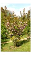 Prunus serrulata - Japanische Blütenkirsche (Busch)