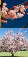 Prunus subhirtella `Pendula Rosea`- Hänge-Zierkirsche