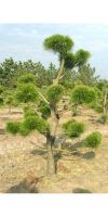 Pinus contorta Latifolia Bonsai - Drehkiefer Bonsai