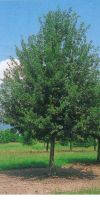 Quercus robur - Stieleiche, Sommereiche, Deutsche Eiche