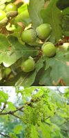 Quercus robur - Pedunculate oak