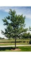 Quercus rubra - Amerikanische Rot-Eiche