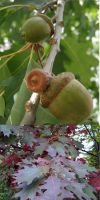 Quercus rubra - Northern red oak