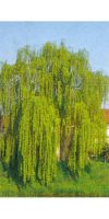 Salix alba  `Tristis` - Willow