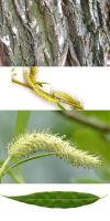 Salix alba  `Tristis` - Willow