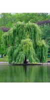 Salix alba `Tristis`- Trauerweide