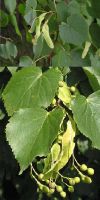 Tilia cordata - Small-leaved Lime, Small-leaved Linden