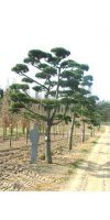 Pinus nigra austriaca Bonsai - Österreichische Schwarzkiefer