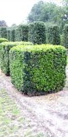 Buxus sempervirens arborescens - cube