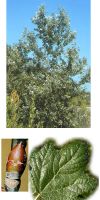 Populus alba - Silber-Pappel (Hochstamm)