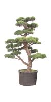 Pinus parviflora `Glauca`- Bonsai