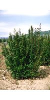 Arbutus unedo - Strawberry tree, arbutus, cane apples