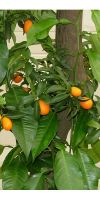 Citrus Fortunella japonica - Kumquat