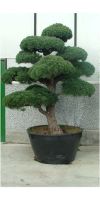 Pinus parviflora  - Mädchenkiefer, japanischer Gartenbonsai