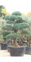 Pinus parviflora  - Mädchenkiefer, japanischer Gartenbonsai