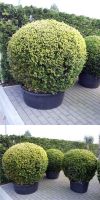Buxus sempervirens Rotundifolia - Buchsbaumkugel