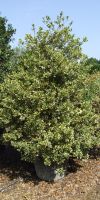 Ilex aquifolium Aureomarginata - Europäische Stechpalme