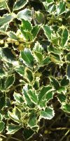 Ilex aquifolium Aureomarginata - Europäische Stechpalme