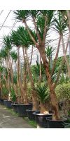 Yucca aloifolia - Dagger Plant / Spanish bayonet