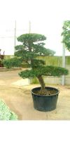 Pinus parviflora -  Bonsai - Mädchenkiefer