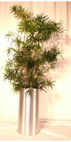Podocarpus macrophylla - Steineibe im Edelstahl Pflanzgefäß