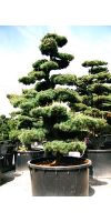 Pinus parviflora Bonsai - Japanischer Mädchenkiefer