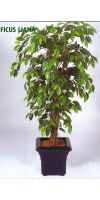Kunstpflanze - Ficus Liana