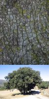Quercus ilex - Steineiche