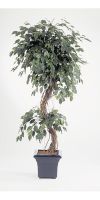 Kunstpflanze - Ficus Korkenzieherform