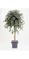 Kunstpflanze - Ficus deluxe UMBRELLA