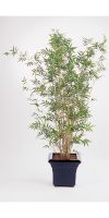 Kunstpflanze - Bambus Silver Bird