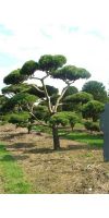 Pinus sylvestris Norske Bonsai - Bonsai Kiefer