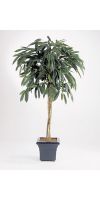Kunstpflanze - Ficus longfolia Stamm