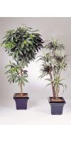 Artificial plant - Dracaena deremensis