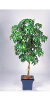 Artificial plant - Mango tree