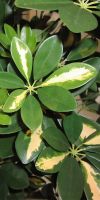 Artificial plant - Schefflera reflexa kingsize