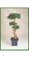 Artificial plant - Podocarpus bonsai I