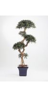 Kunstpflanze - Podocarpus bonsai II