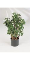 Artificial plant - Crassula arborescens