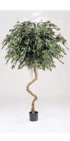 Kunstpflanze - Ficus Spiralstamm II