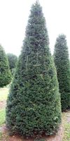 Taxus baccata - European Yew, cone