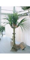 Artificial plant - Pandanus