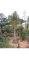 Beaucarnea longifolia - Mexican Grass Tree