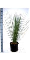 Dasylirion longissimum - Mexican Grass Tree, Mikadopflanze